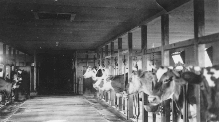 Eldredge's Cow Barn 1963